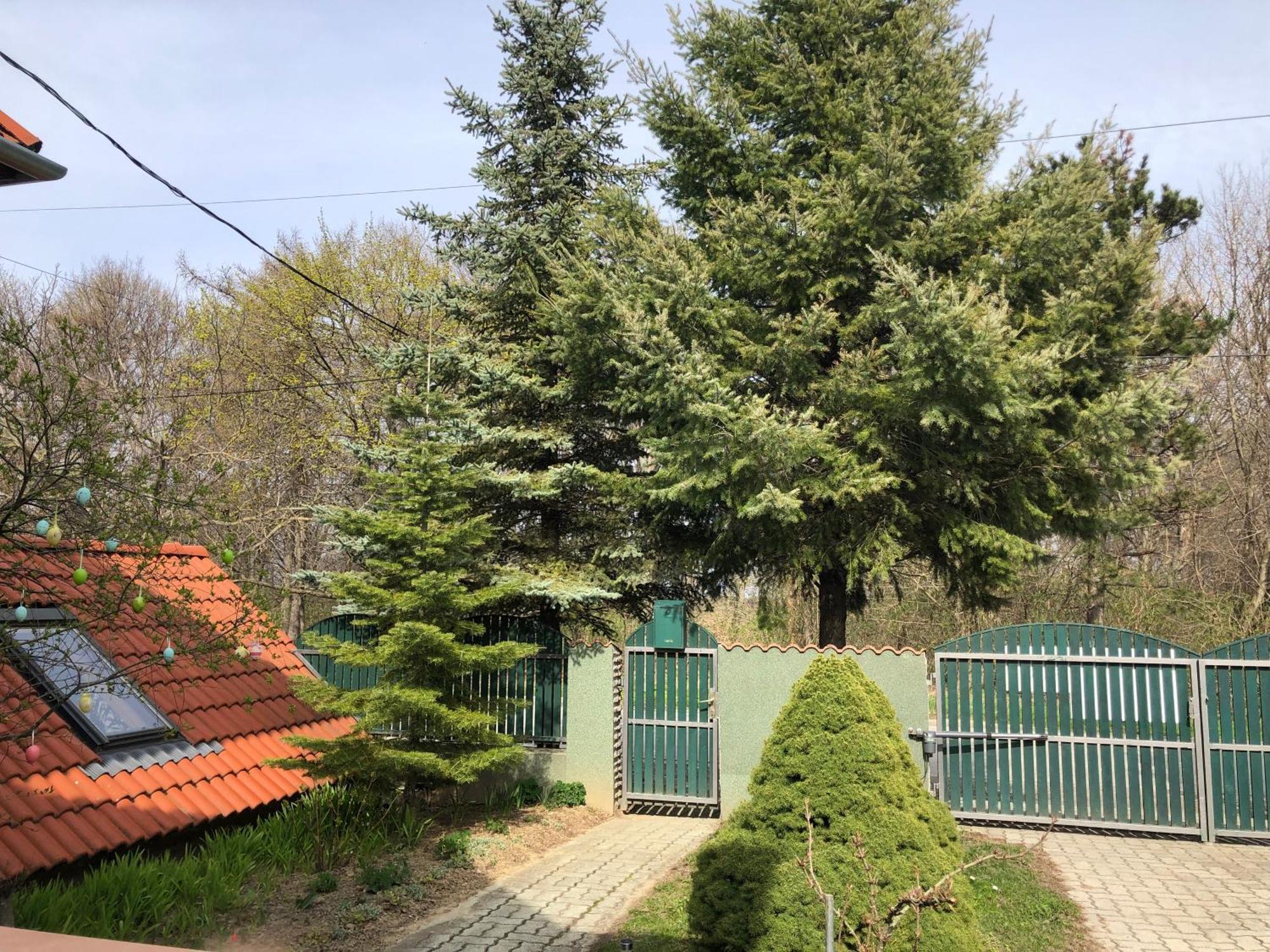 Bakonyi Mamutfenyő Vendégház Tés Kültér fotó