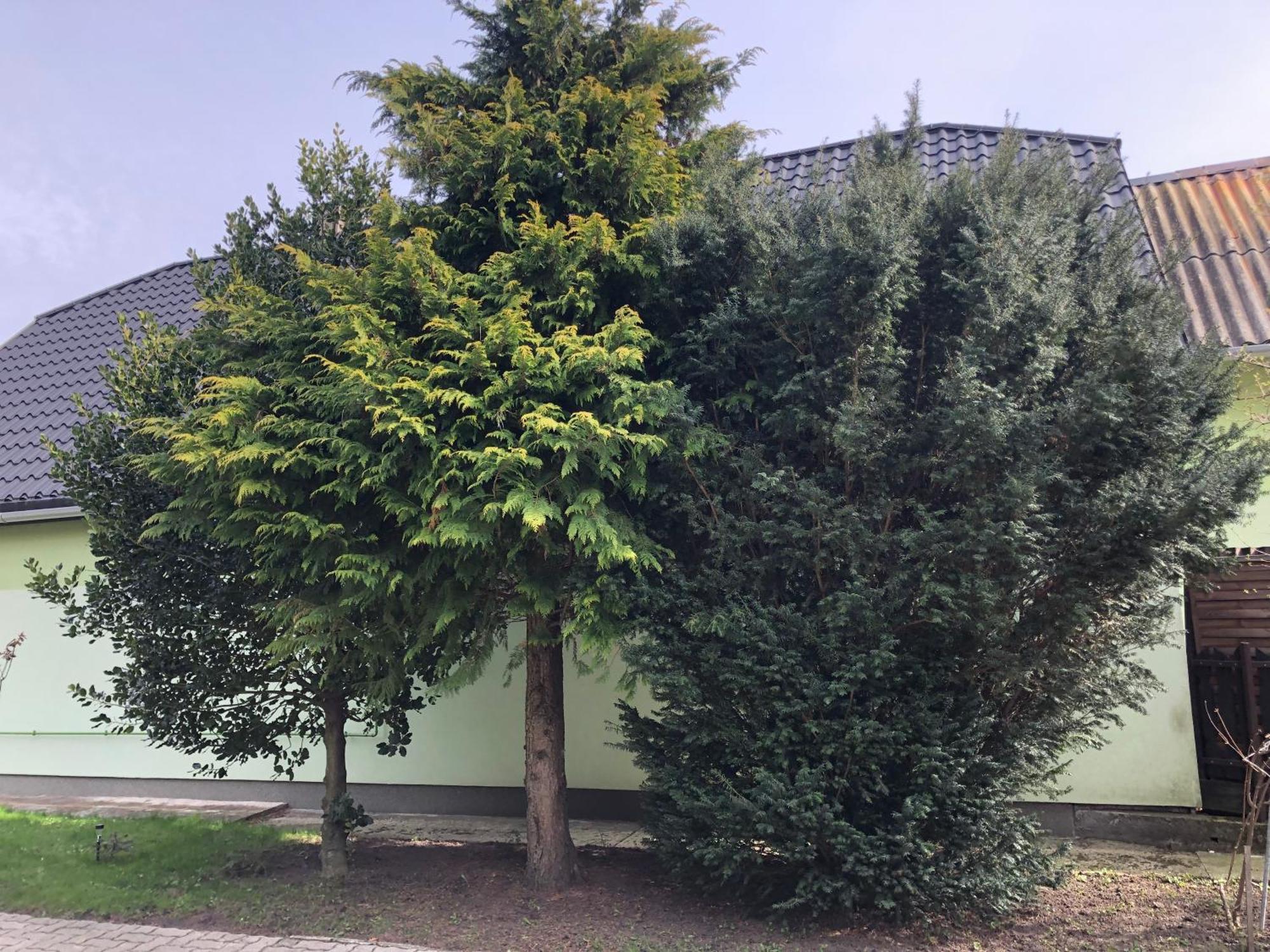 Bakonyi Mamutfenyő Vendégház Tés Kültér fotó